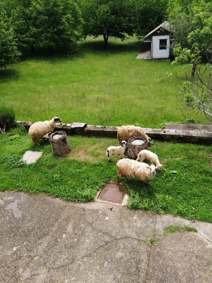 Apartman Duba Senj  Exteriér fotografie